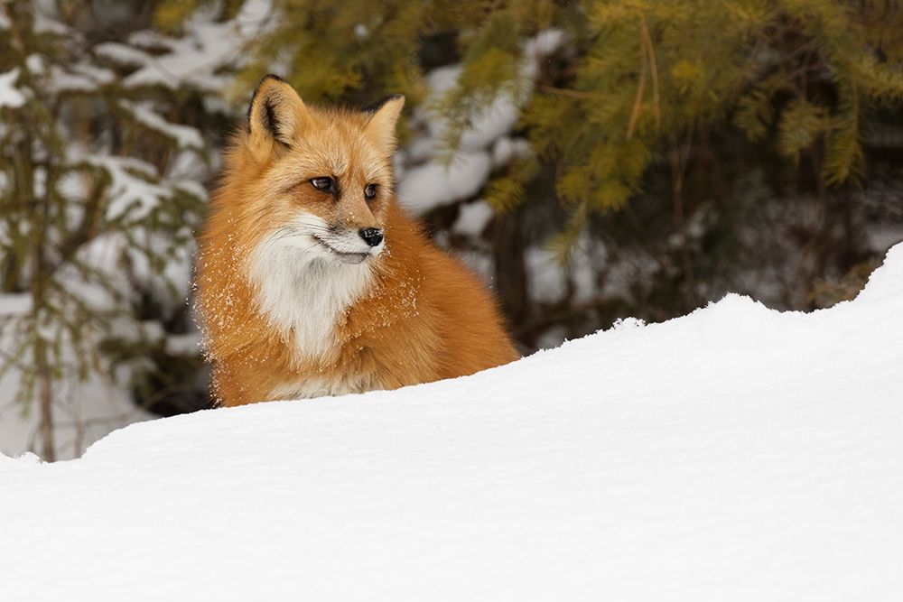 Red fox in deep winter snow-Vulpes vulpes-controlled situation-Montana